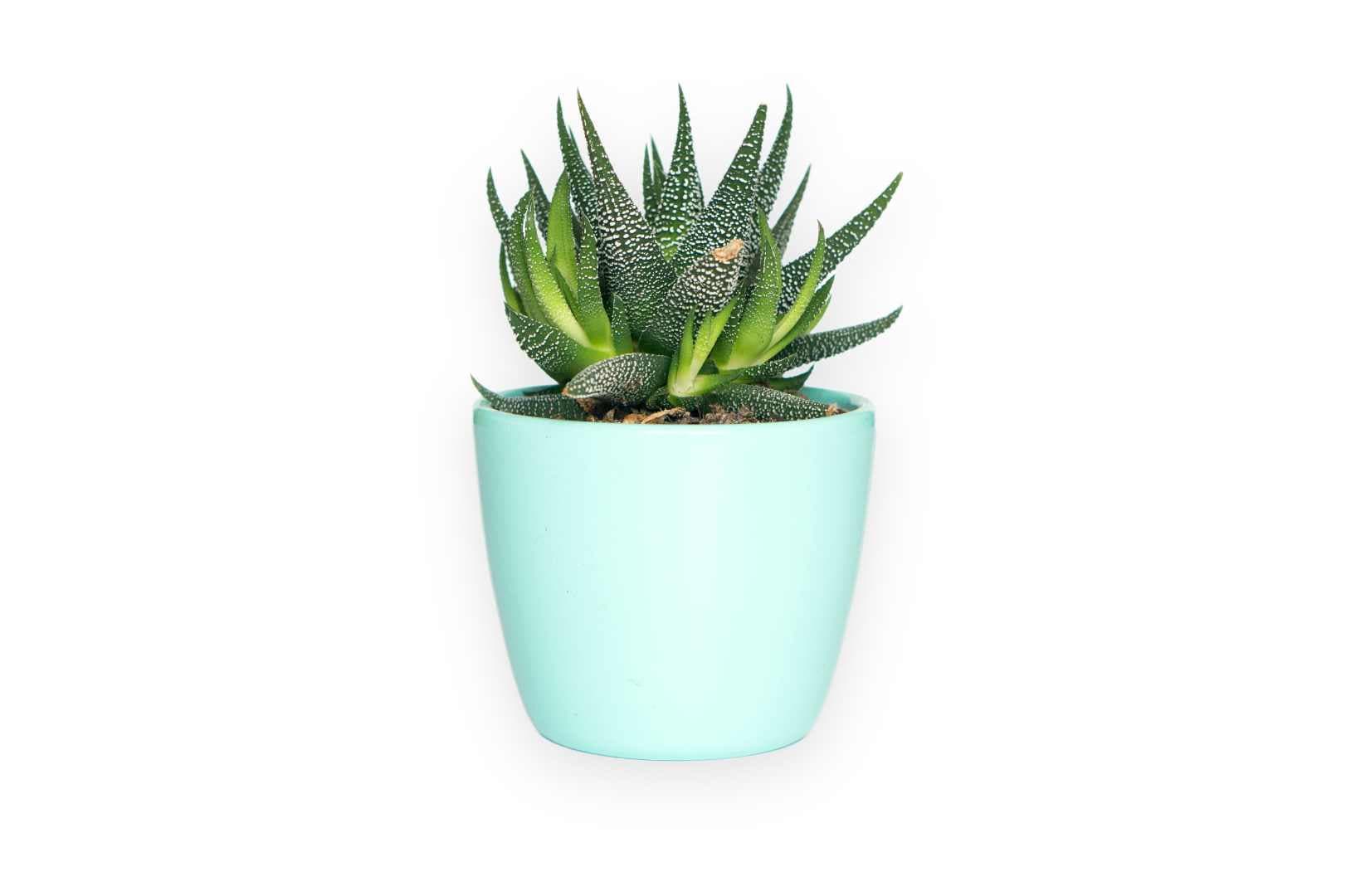 Automated background removal example 4 — product and portrait cutout on imgigo